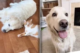 Golden Retriever trauert um Katzen-Freund: Was Besitzer dann tun, lässt Herzen schmelzen