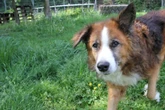 Hund landet im Tierheim: "Ob er viel spazieren geführt wurde, wissen wir nicht"