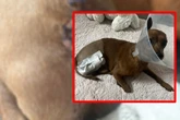 Schwerer Beißvorfall in Stuttgart: Hund verliert Bein - Das fordert PETA jetzt