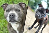 Mitten in der Nacht: Hundemama Bella und Welpe Theo gestohlen, wer kann helfen?