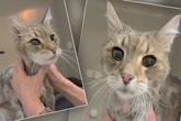 Kater Charlie lebt mit Obdachloser in verwahrlostem Hotelzimmer, dann wird er eiskalt zurückgelassen