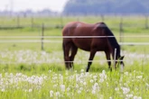 Schreckliche Tat: Pferd auf Weide angeschossen