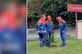 Internet-Challenge bringt Sachsen Hunderte neue Bäume