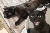 Schwer verletzt nach Unfall gefunden: Jetzt braucht Kater Rondo jede Hilfe