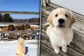 Golden-Retriever-Welpe muss Abschied von Familie nehmen: Anlass bricht so vielen das Herz