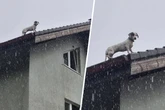 Im strömenden Regen: Kleiner Hund droht von Dach zu stürzen