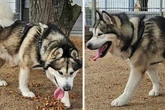Niemand vermisst armen Malamute-Rüden: Was wird jetzt aus Kimbo?