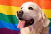 Tierische Homosexualität: Können Hunde schwul sein?