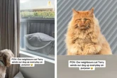 Katze starrt Hund tagelang durch Fenster an: Tierischer Nachbarschaftskrieg geht viral