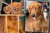 Paar fährt das erste Mal ohne Golden Retriever in den Urlaub: Verrückt, wie er reagiert