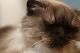 Sie will nicht im Tierheim sterben: Wer schenkt Katze Hiboux ein Happy End?
