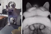 Hundebesitzer sind außer Haus, dann werfen sie einen Blick in die Kamera