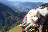 Schlangenbiss in den Alpen: Hund ringt nach Luft und muss gerettet werden