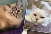 Katzen-Zucht läuft völlig aus dem Ruder: Tierretter berichten von "unvorstellbaren Zuständen"