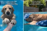 Wie ein Golden Retriever den schweißtreibenden Temperaturen trotzt, verzückt Hunderttausende