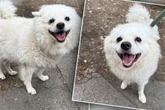Tierretter sicher, dass dieser flauschige Hund vermisst wird: Doch dann kommt alles anders