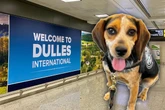 Spürhund entlarvt Schmuggler, dann wird der Vierbeiner brutal attackiert