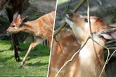 Baby-News im Kölner Zoo: Tierpark freut sich über Nachwuchs bei Sumpfantilopen