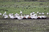 Brandenburg erlebt schlimmsten Ausbruch der Vogelgrippe: 5000 Gänse sterben