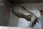 Ach du heilige Kuh! Wiederkäuer knallt in Grube voller Gülle