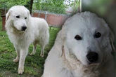 Hund landet mit elf Jahren im Tierheim: Jetzt sehnt sich Teddy nach einem letzten Zuhause