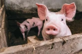 Schweineleber hält Mann mehrere Wochen am Leben