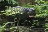 Tschüss, Toni: Berlins beliebtes Mini-Hippo geht auf große Reise