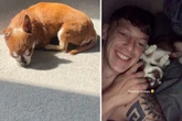 Besitzer stirbt vor zwei Jahren: Wie sein Hund noch heute auf den Verlust reagiert, ist herzzerreißend
