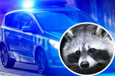 "Maskierter Räuber" in Nachbargarten: Anwohnerin wählt Notruf, mehrere Streifen rücken an