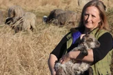 Boberger Dünen: Umweltbehörde streicht 70 Tiere, Schäferin widerspricht der Begründung