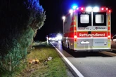 Nach Wildunfall: Fahrer steigt aus und wird von Rettungswagen erfasst