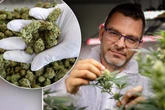 Ein Jahr nach Legalisierung: So entspannt läuft es im Chemnitzer Cannabis-Club