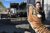 Zander-Tiger in Spanien angekommen, doch Dompteurin wütet: "Wegnahme war tierschutzwidrig!"