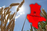 Sommer gibt wieder Gas: Sachsen-Anhalt knackt am Wochenende die 30-Grad-Marke