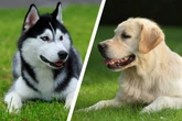 Wow, wie süß! So unterschiedlich kann der Golden-Retriever-Husky-Mix aussehen