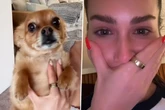 Frauchen verreist ohne Chihuahua: Was sie später im Koffer findet, rührt sie zu Tränen