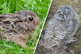 Chemnitzer Rathaus warnt: Das dürft Ihr auf keinen Fall mit Vogel- und Hasenbabys machen