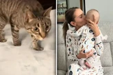 Was Katze für Frauchen und Baby tut, sorgt bei so vielen Menschen für Staunen