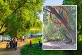Schluss mit lustig! Stadt sägt beliebten Schaukel-Ast ab