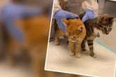 Kranke Kätzchen vor Tierarzt ausgesetzt, jetzt droht Tierheim blanke Katastrophe