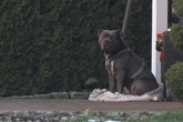Hund beißt Herrchen (†33) tot: Bruder des Besitzers will Tier behalten