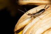 Fluch oder Segen? Das machen Ohrenkneifer wirklich in Deinem Garten