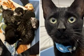 Noch einmal Glück gehabt: Schwarze Katze mit Babys von Polizei gerettet