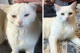 Frau adoptiert Katze, dann bemerkt sie etwas Seltsames an ihrem Haustier
