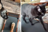 Frau will auf dem Laufband trainieren, doch ihre Katze verfolgt eigene Pläne