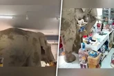 Überraschende Kundschaft: Dieser Elefant hat es aufs Süßigkeitenregal abgesehen