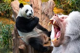 Platz für Pandas: Diese Tiere müssen in Hellabrunn weichen