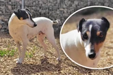 Kleine Hundedame sehnt sich nach Liebe: Findet "Suki" endlich ihr Happy End?