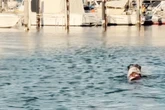 Hündin geht im Meer schwimmen: Was dann passiert, lässt Herzen höherschlagen