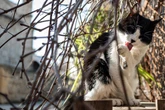 Beliebter Urlaubsort versinkt im Katzenproblem: Regierung zieht Konsequenzen